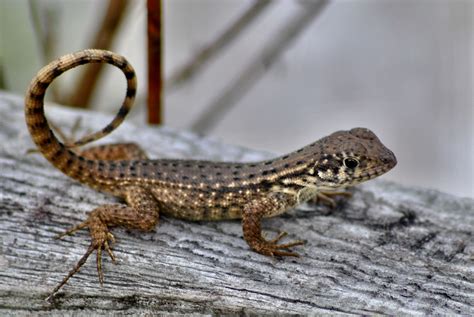 Northern Curly Tailed Lizard