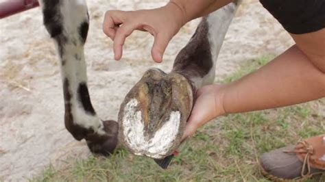 How To Treat Heal Hoof Abscess In Horses ⋆ The Stuff Of Success