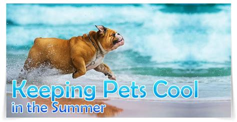 KEEP YOUR PETS COOL THIS SUMMER - ReShip.com Blog