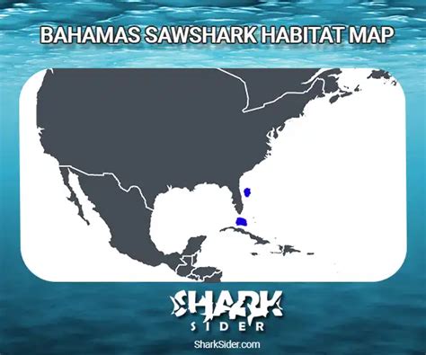 Learn About Type Of Sharks Like The Bahama Sawshark Shark Sider