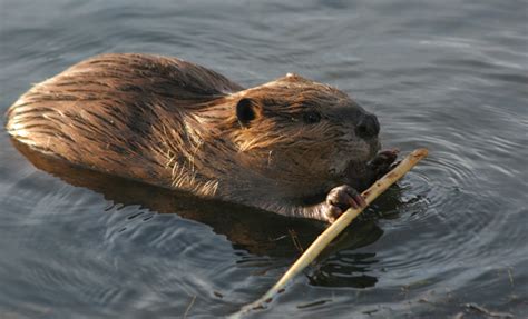 Todos Los Significados De Soñar Con Roedores Ratas Cobayas Topos