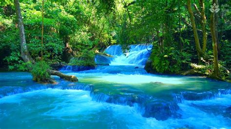 Amazing Jungle Sounds Calming Rainforest Waterfall White Noises For