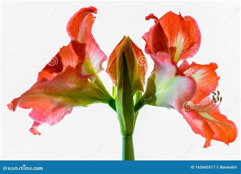 Winter Flower Big Red And White Hippeastrum Amaryllis Close Up Stock