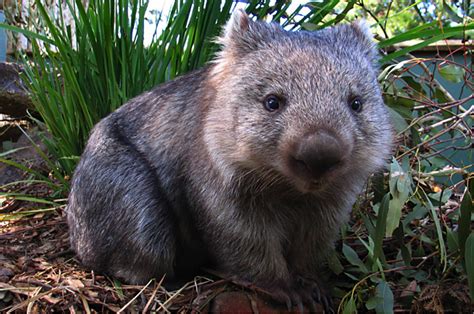 Wombats Animals Interesting Facts And Latest Pictures The Wildlife