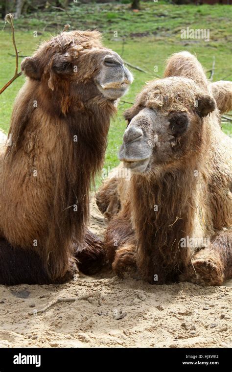 Camel Camels Bactrian Couple Pair Two Animal Mammal Brown