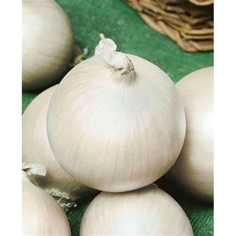 White Sweet Spanish Onion Seed 1000organic Long Day Plant Spring Or