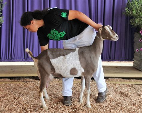 4-H & FFA Dairy Goat Show
