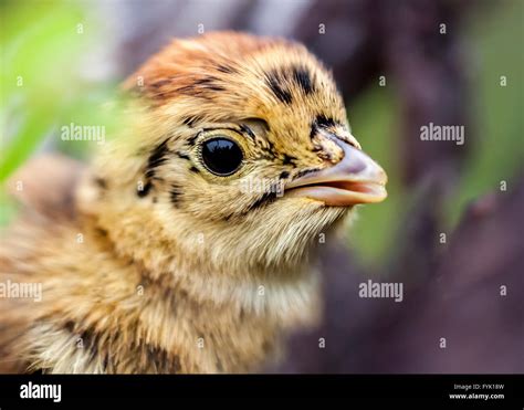 Black Grouse Chick Lyrurus Tetrix Stock Photo Alamy