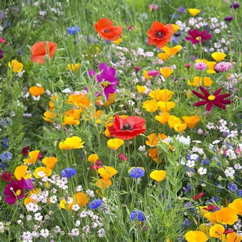 Wildflower Blend Sunny Area Seeds Etsy