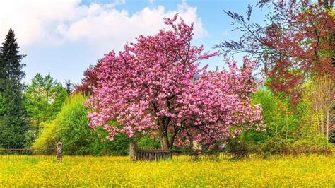 Spring Cherry Blossom Wallpaper Wallpaper High Definition High