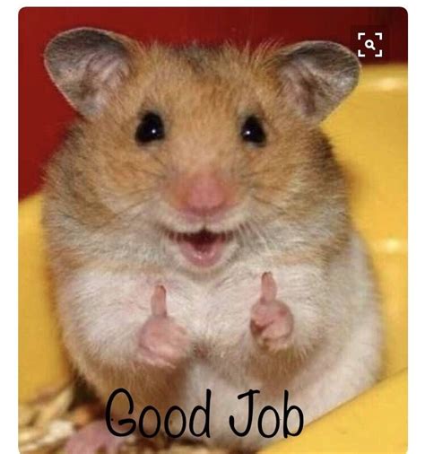 Create 3 memes that would relate to a wyze audience. Cute animals! | Cute hamsters