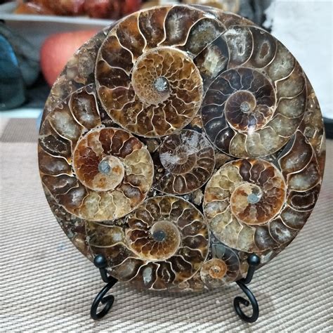 Beautiful Ammonite Shell Fossil Disc Madagascar Whole Ammonite Fossil