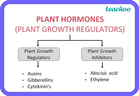 Class 10 Biology What Are Plant Hormones With Examples Teachoo