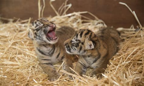 Depending on your record, this insurance policy can be anywhere from as little as. Dreamworld Welcomes Two Baby Tiger Cubs | Parkz - Theme Parks