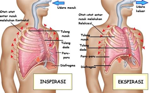 5 pernafasan perut pernapasan perut merupakan pernapasan yang mekanismenya melibatkan aktifitas otot diafragma yang membatasi rongga 24 proses pernafasan ventilasi: Pengertian Mekanisme Pernapasan Pada Manusia (Pernapasan ...