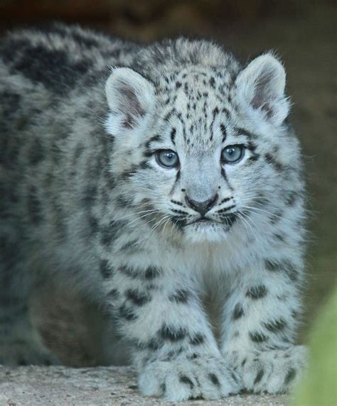 Snowleopard Krefeld Jn6a3593 Baby Snow Leopard Animals Wild Snow