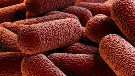 What is salmonella food poisoning? Greece investigates outbreak from new Salmonella serotype