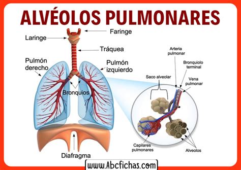 Función De Los Alveolos Pulmonares Abc Fichas