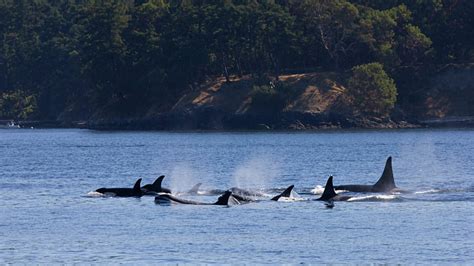 Victoria Whale Watching Surrounded By Killer Whales Traveling Islanders