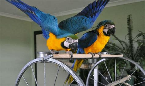 Parrots And Exotic Birds For Sale