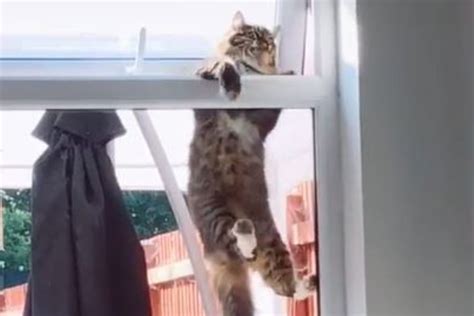 Hang In There Video Of Worlds Most Determined Cat Goes Viral