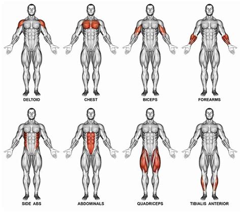 Muscle Groups That Beginners Should Focus On In 2020 Muscle Groups