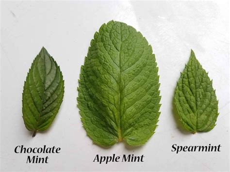 The List Of 22 Difference Between Mint And Spearmint