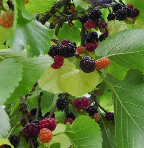 The fruit is similar to blackberries and you can use it the same way: Top 10 Types of Berries To Grow In Your Garden - Top Inspired
