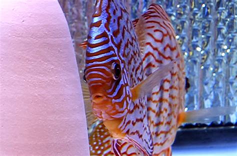 Altum Flora Discus Proven Breeding Pair Discus