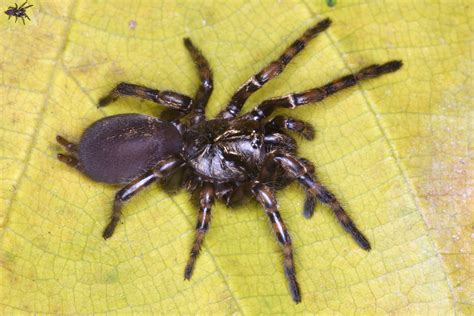 Three New Wafer Trapdoor Spiders From Brazil