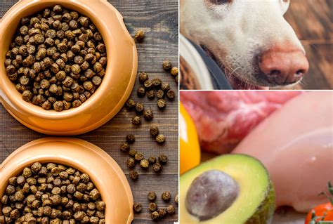 The best dog food for australian shepherds will feature wholesome, natural ingredients starting with a premium source of animal protein. Top 24 Best Organic Dog Foods (And What to Know Before ...
