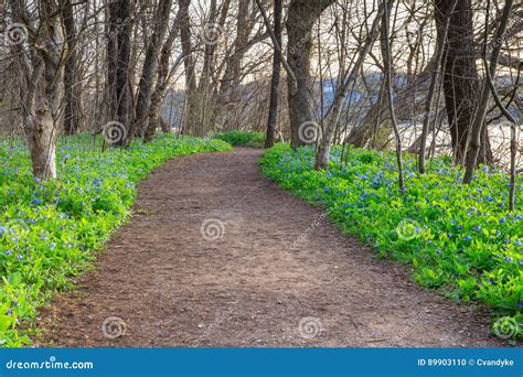 Hiking Trail Bluebells Riverbend Virginia Stock Photo Image Of Hiking