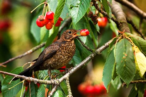 can birds eat cherries everything you need to know