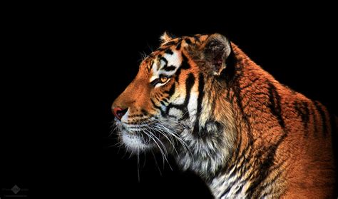 Tiger Portrait On Black Background Christian Meermann Photography
