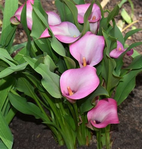 Fresh cut flowers near me. How to Plant and Care for Calla Lilies - Dengarden - Home ...
