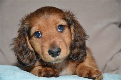 Get it as soon as tue, jun 15. Long Haired Dapple Dachshund | Galhairs