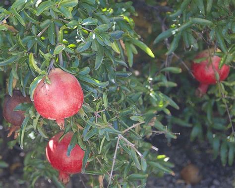 What You Should Know About Growing Pomegranate Trees In Containers