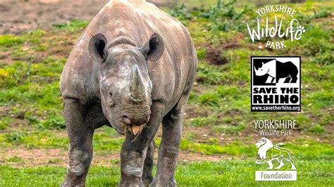 Ywp Foundation Supporting Save The Rhino International In Kenya Youtube