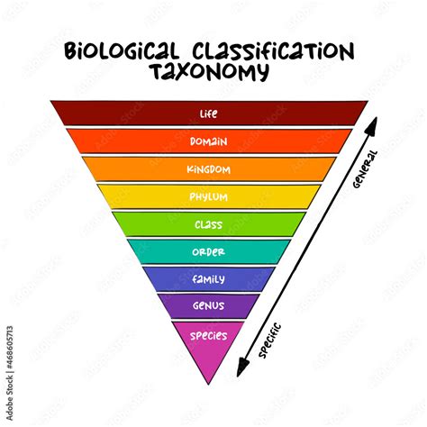 Biological Classification Taxonomy Rank Relative Level Of A Group Of Organisms A Taxon In A