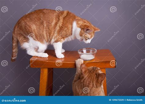 cat drinking milk cat trying to drink milk stock image image of sharing eating 109673339