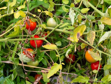 Improper Care Of Tomato Plants Disease Alternariosis Dry Spotting