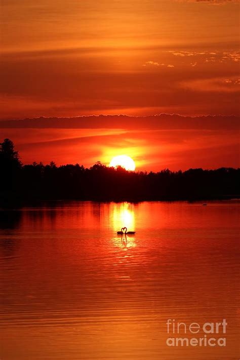 Swan Heart Sunset Photograph By Teresa McGill