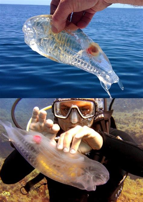 Amazing Transparent Salp Fish Known As Salpa Maggiore﻿ Cool Sea