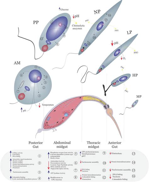 Leishmaniasis Molecular Aspects Of Parasite Dimorphic Forms Life Cycle Intechopen