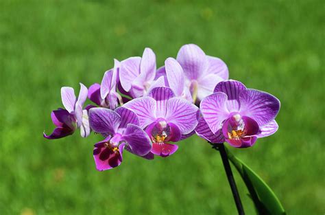 Purple Phalaenopsis Moth Orchids Photograph By Dolly Crockett