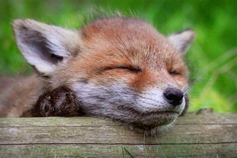 A Cute Baby Fox Pics