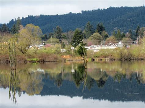 Cascade Ramblings Ramblings Birding At Yoncalla Pond Yoncalla Oregon