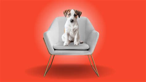 Consign Furniture Fee-Waived Adoption Event | SPCA of Northern Nevada