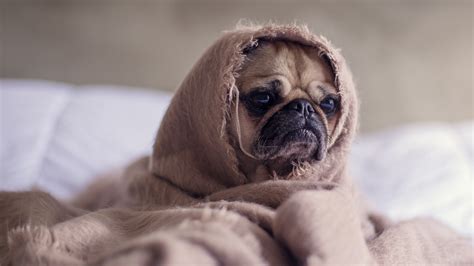 Funny Dog Puppy Wrapped In Blanket 4k Wallpaper Hd