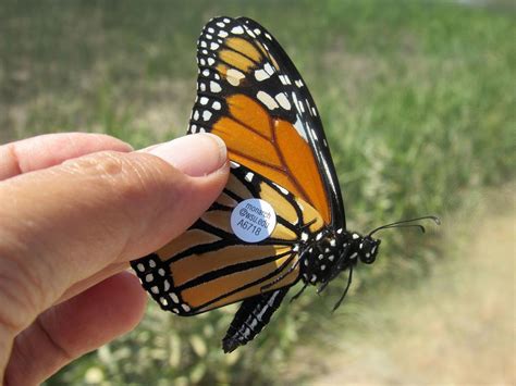 Monarch Butterfly Conservation Presentation Set Nov 20 At Idaho Museum
